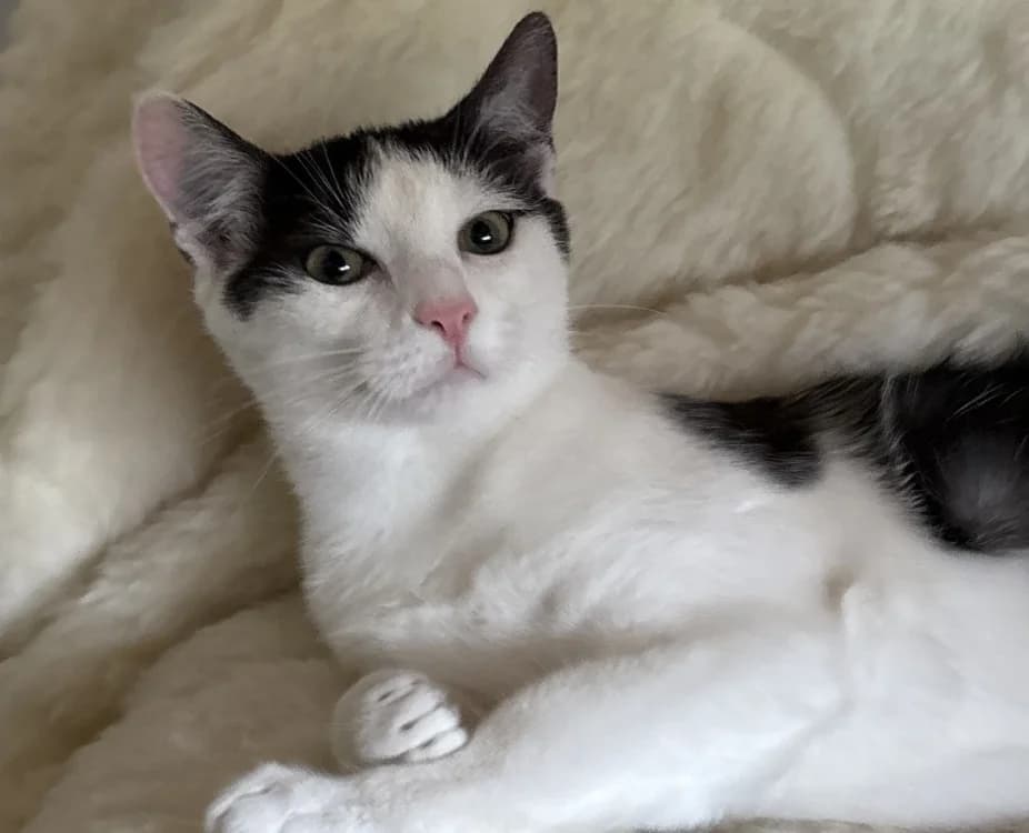 BOOMING, male Mixed Breed for adoption at Haute-Marne), Voillecomte