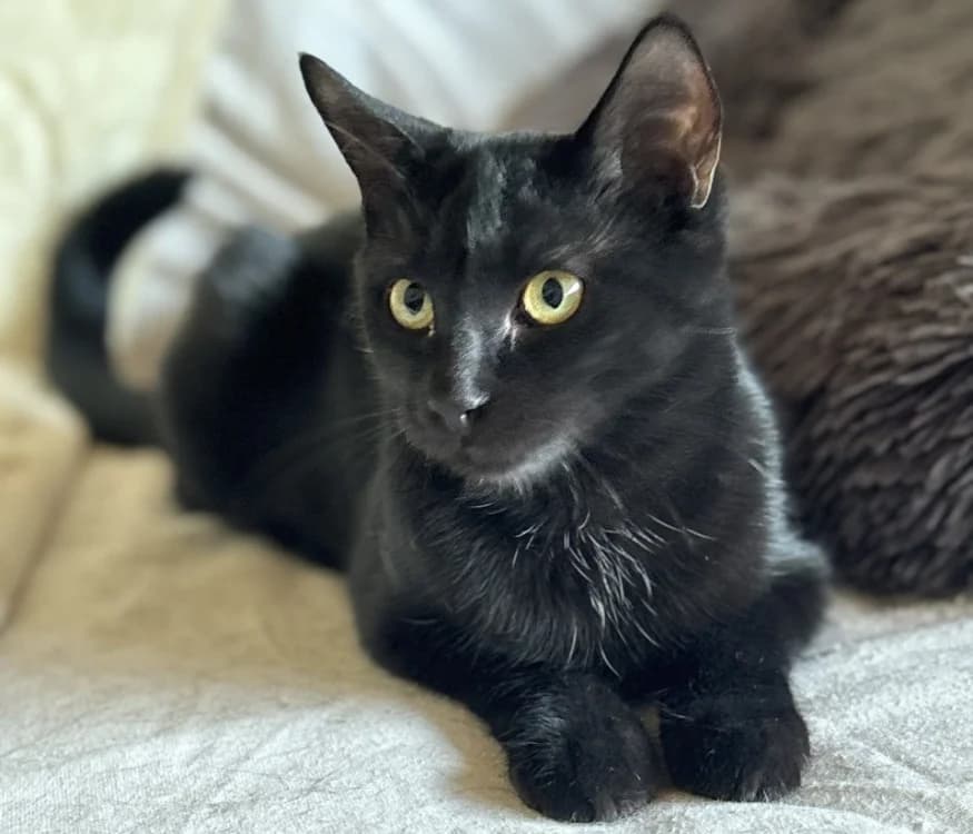 BAYA, female Mixed Breed for adoption at Haute-Marne), Voillecomte