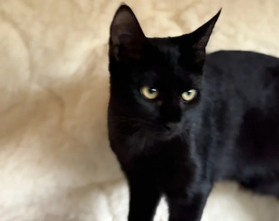 BELLIS, female Mixed Breed for adoption at Haute-Marne), Voillecomte