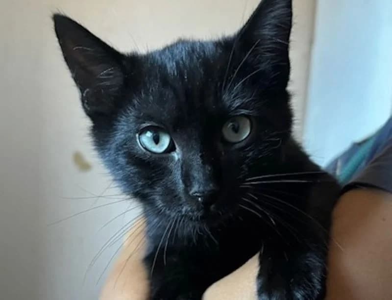 JONA, male Mixed Breed for adoption at Haute-Marne), Voillecomte