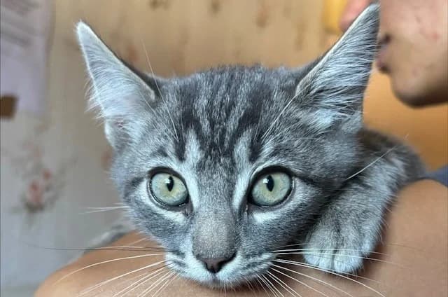ROBIN, male mixed breed for adoption at Haute-Marne), Voillecomte