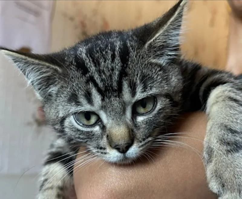 MIKE, male mixed breed for adoption at Haute-Marne), Voillecomte