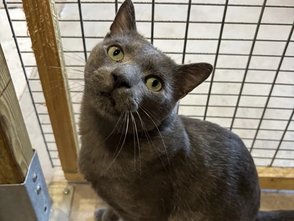 OAK, male Mixed Breed for adoption at Haute-Marne), Voillecomte