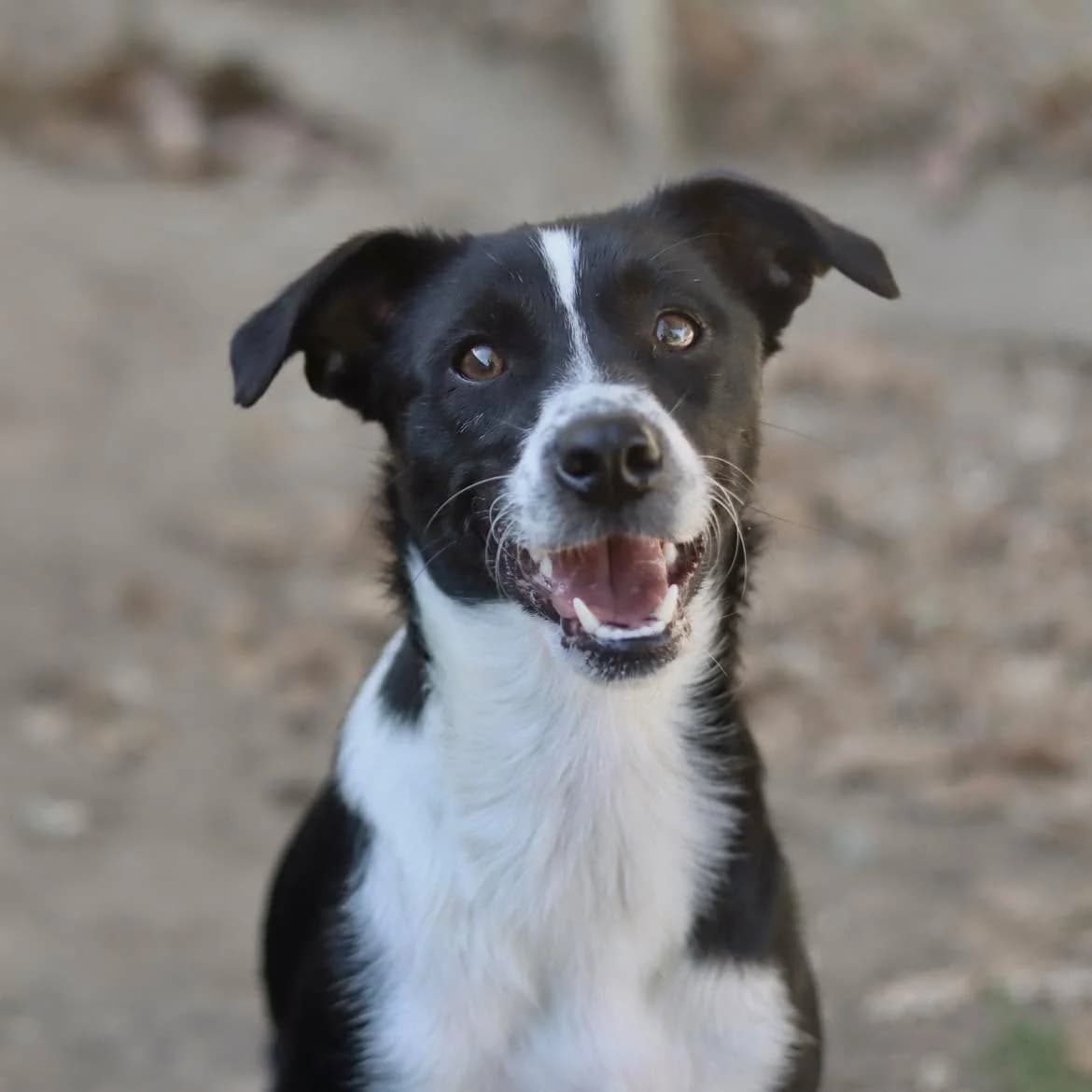 Apple, female young Mixed Breed for adoption at SPA de l, Auxerre