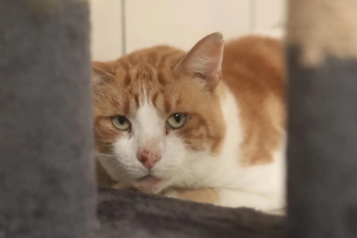 Artie, male senior Mixed Breed for adoption at SPA de l, Auxerre