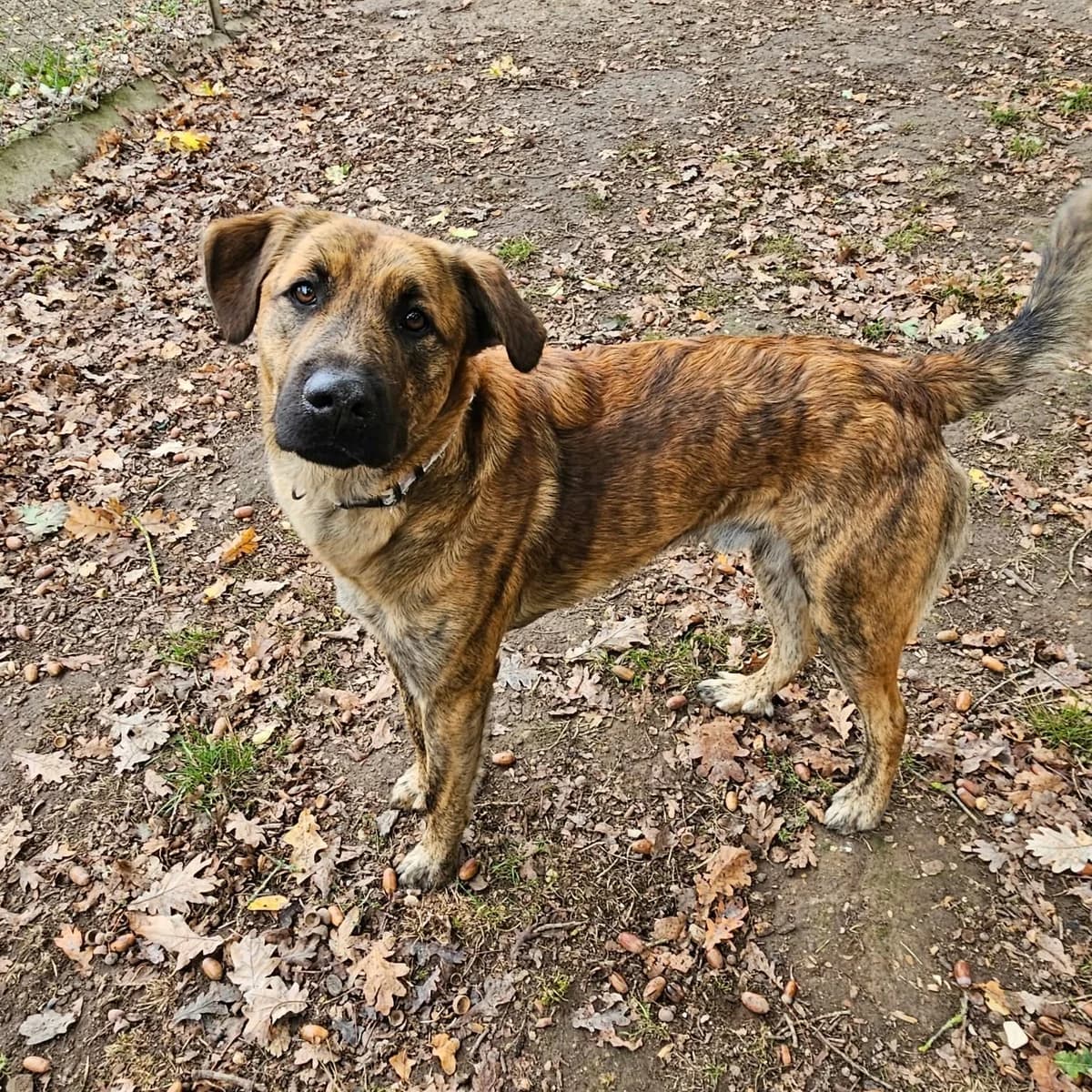 Aston, male young Mixed Breed for adoption at SPA de l, Auxerre