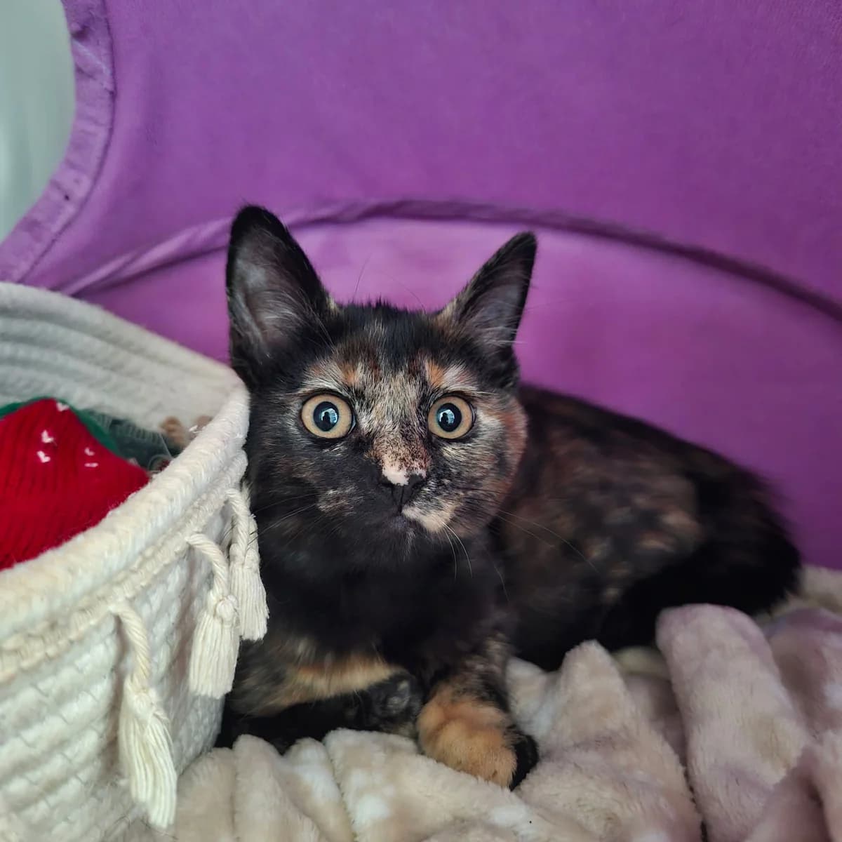 Belinda, female puppy Mixed Breed for adoption at SPA de l, Auxerre