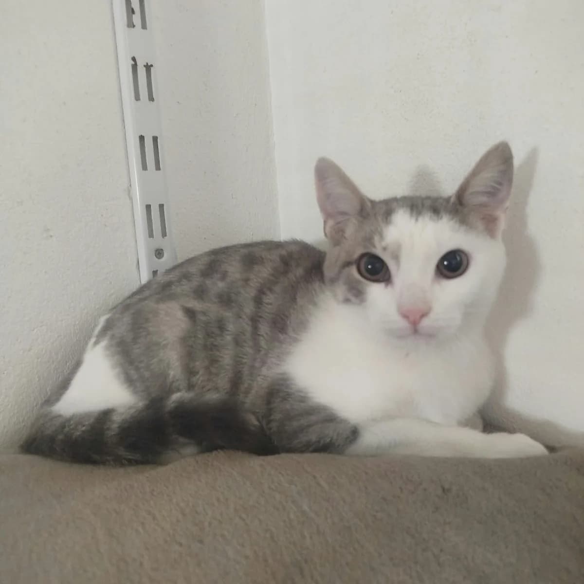 Berlioz, male puppy Mixed Breed for adoption at SPA de l, Auxerre