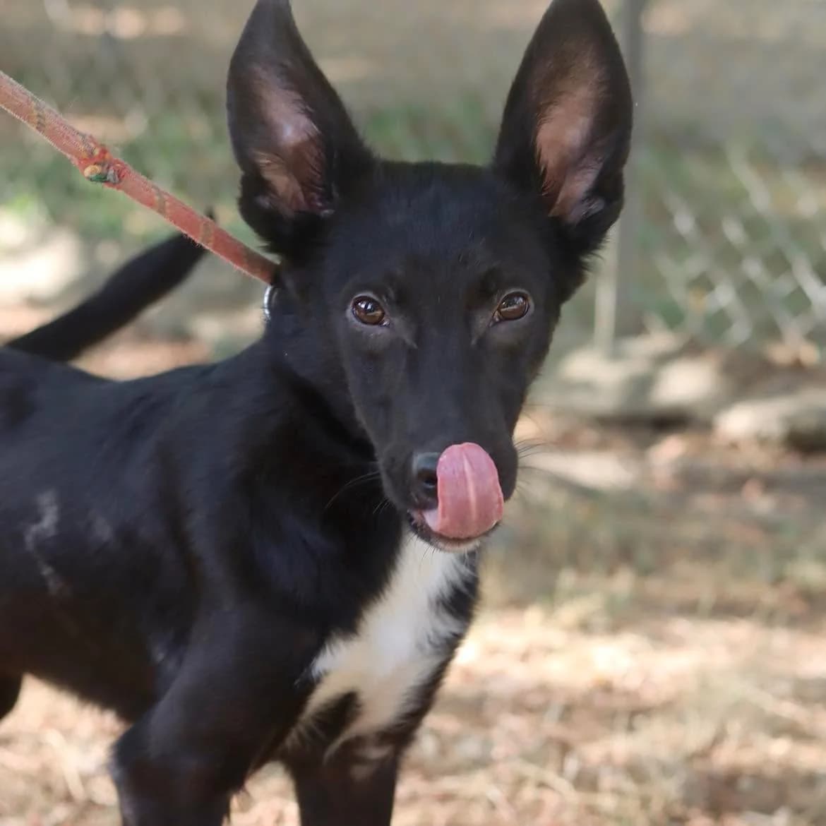 Betoven, male puppy Mixed Breed for adoption at SPA de l, Auxerre