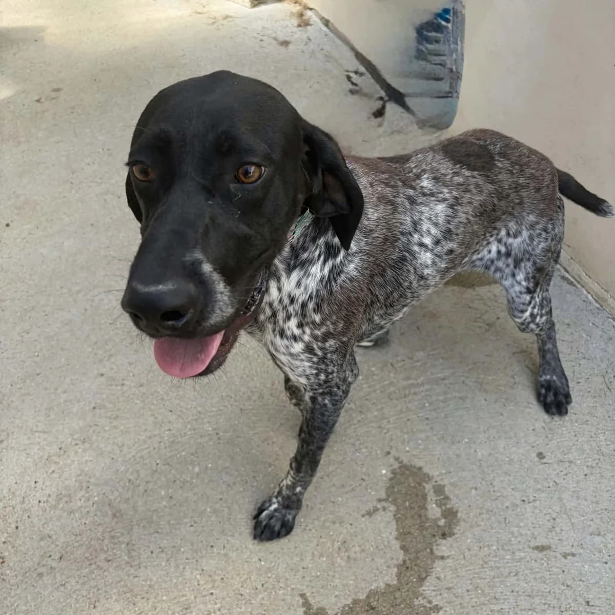 Bounty, male 5yo German Shorthaired Pointer for adoption at SPA de l, Auxerre