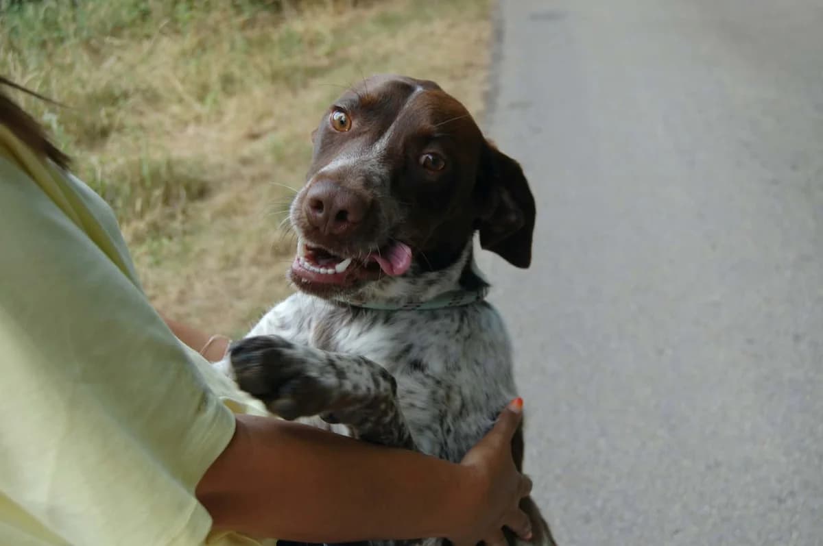 Caline, female 5yo Mixed Breed for adoption at SPA de l, Auxerre