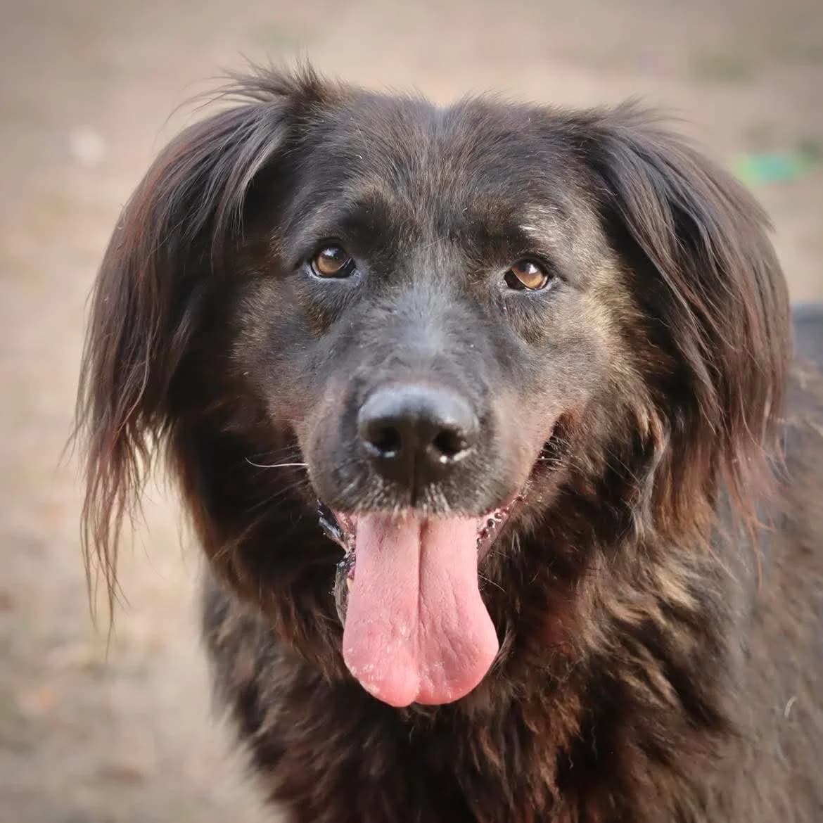 Calyope, Mixed Breed for adoption at SPA de l, Auxerre