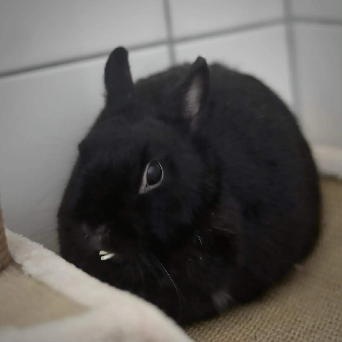 Canelle :, female young Mixed Breed for adoption at SPA de l, Auxerre