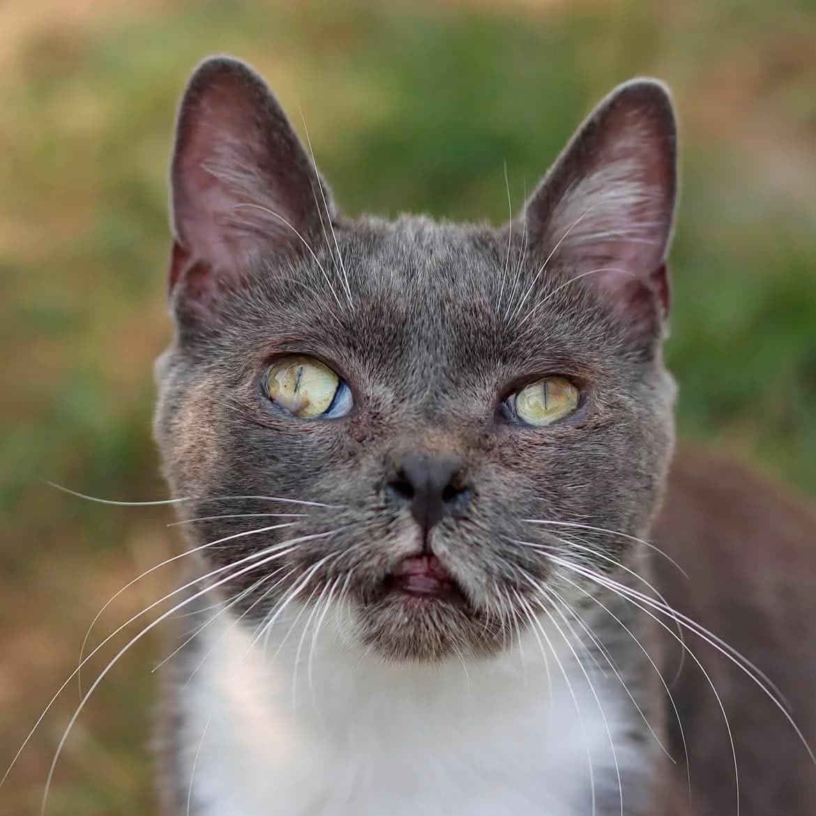 Chaussette, male 6yo Mixed Breed for adoption at SPA de l, Auxerre