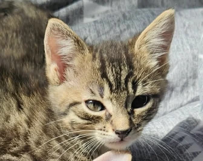 Cracotte, female puppy Mixed Breed for adoption at SPA de l, Auxerre