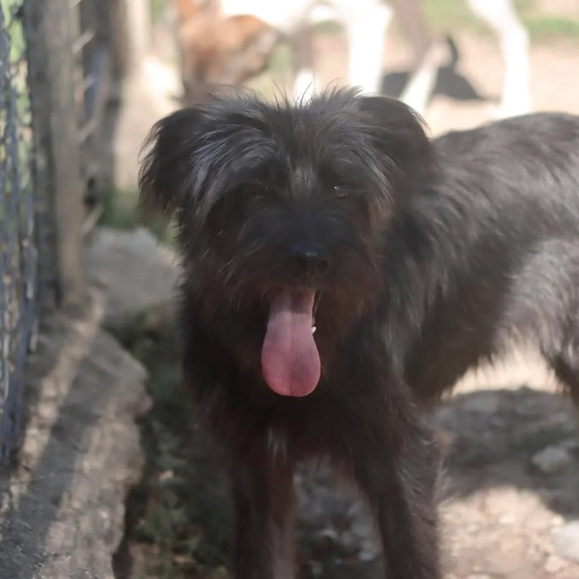 Djumi, male puppy Mixed Breed for adoption at SPA de l, Auxerre