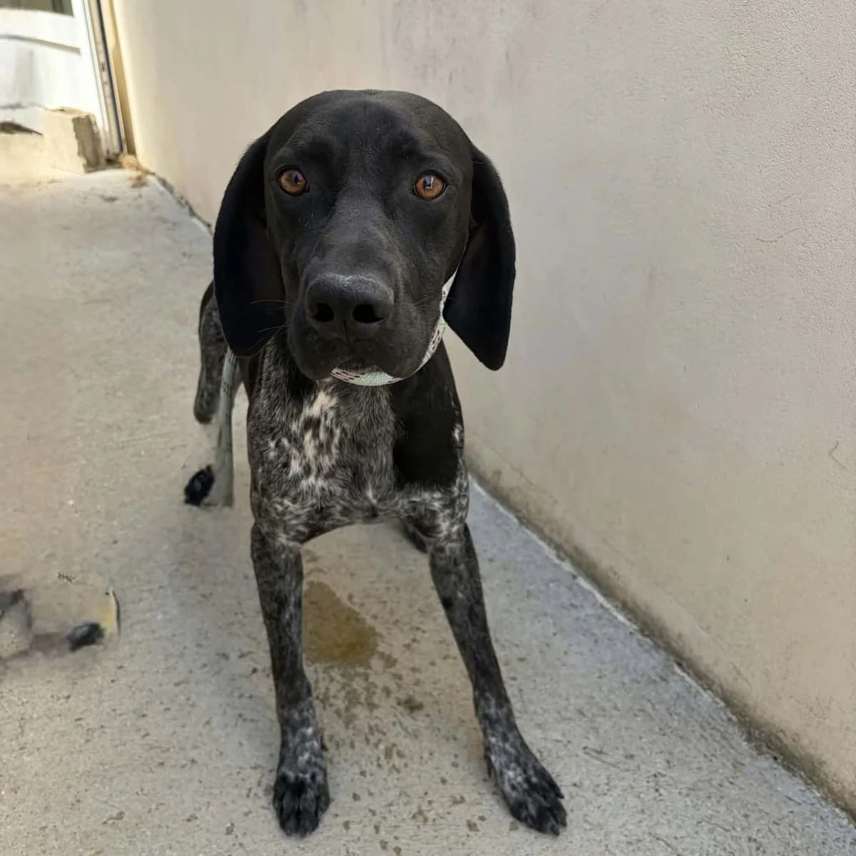 Drago, male young German Shorthaired Pointer for adoption at SPA de l, Auxerre