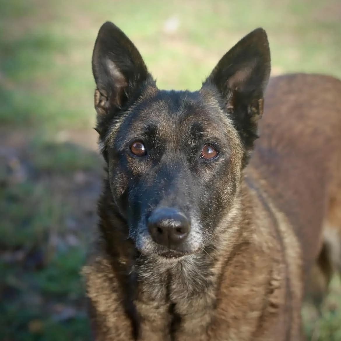 GaΓ«lle, female senior Belgian Malinois for adoption at SPA de l, Auxerre