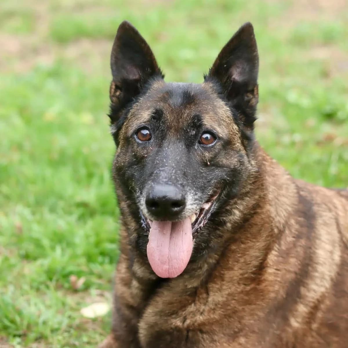 Gaëlle, female senior Belgian Malinois for adoption at SPA de l, Auxerre