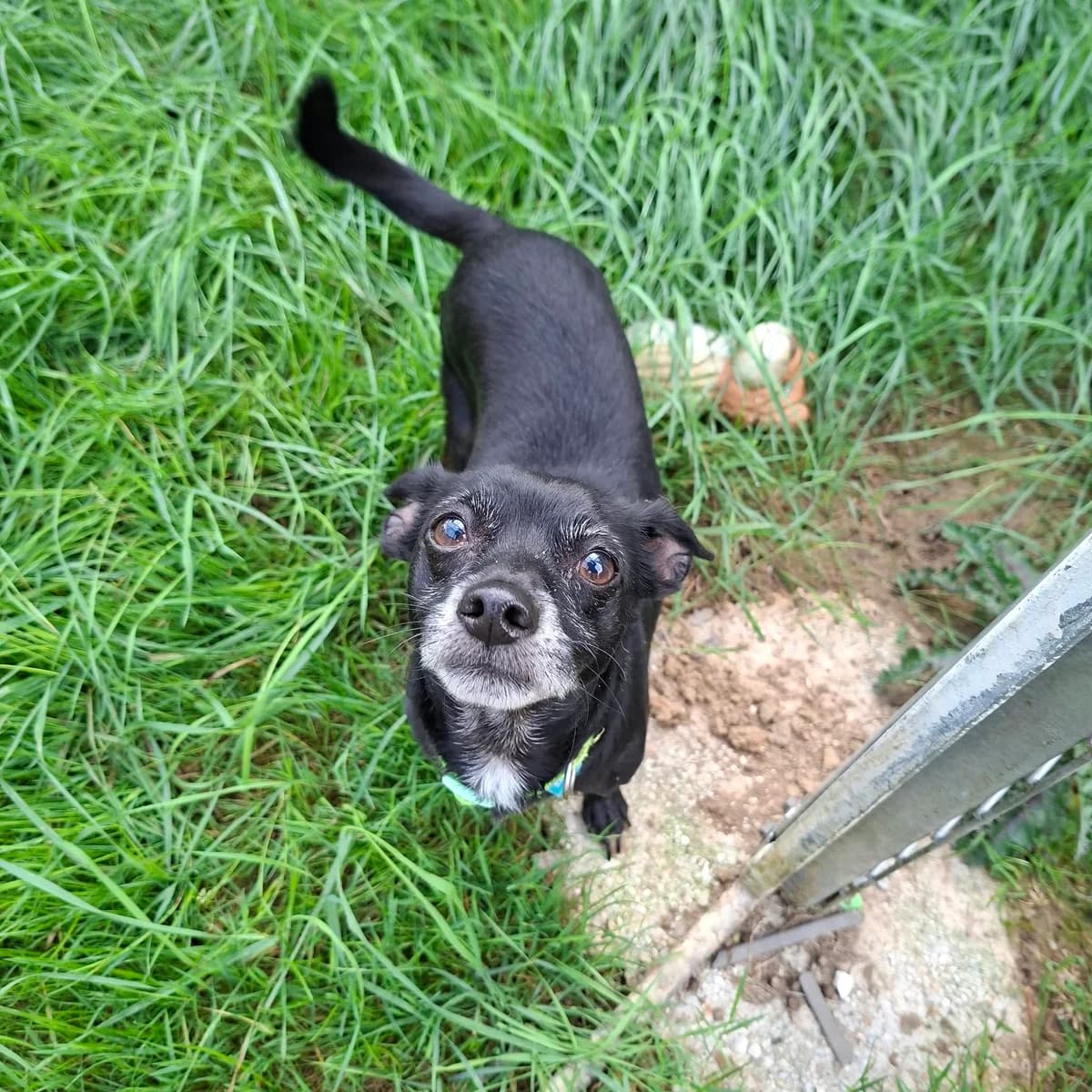Guizmo, male 7yo Mixed Breed for adoption at SPA de l, Auxerre