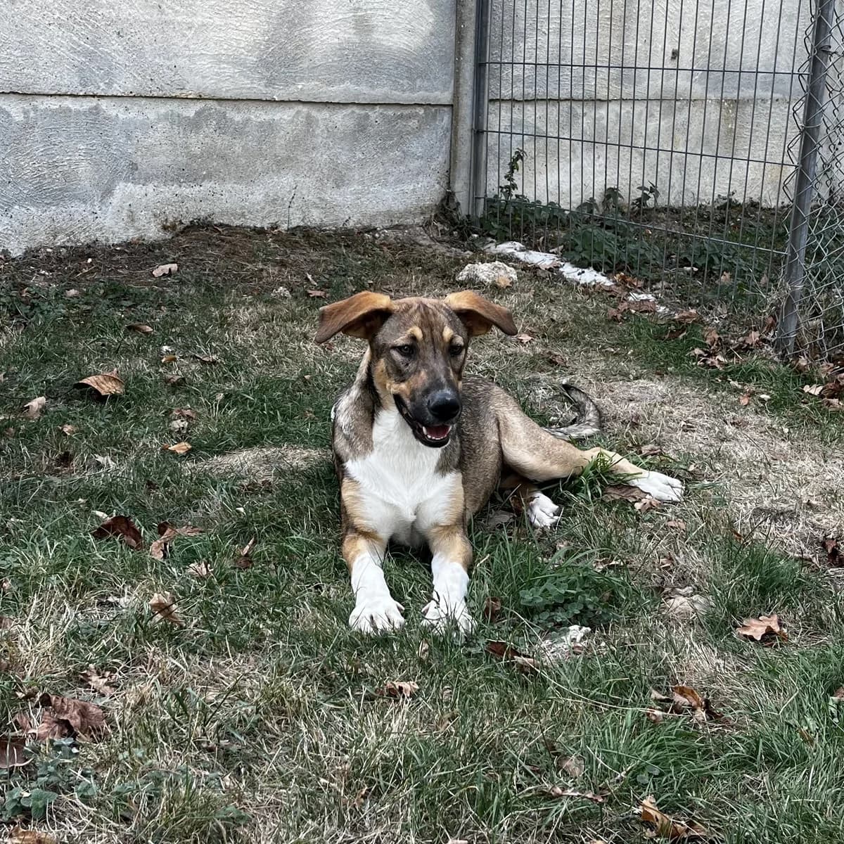 Harmonie, female puppy Mixed Breed for adoption at SPA de l, Auxerre