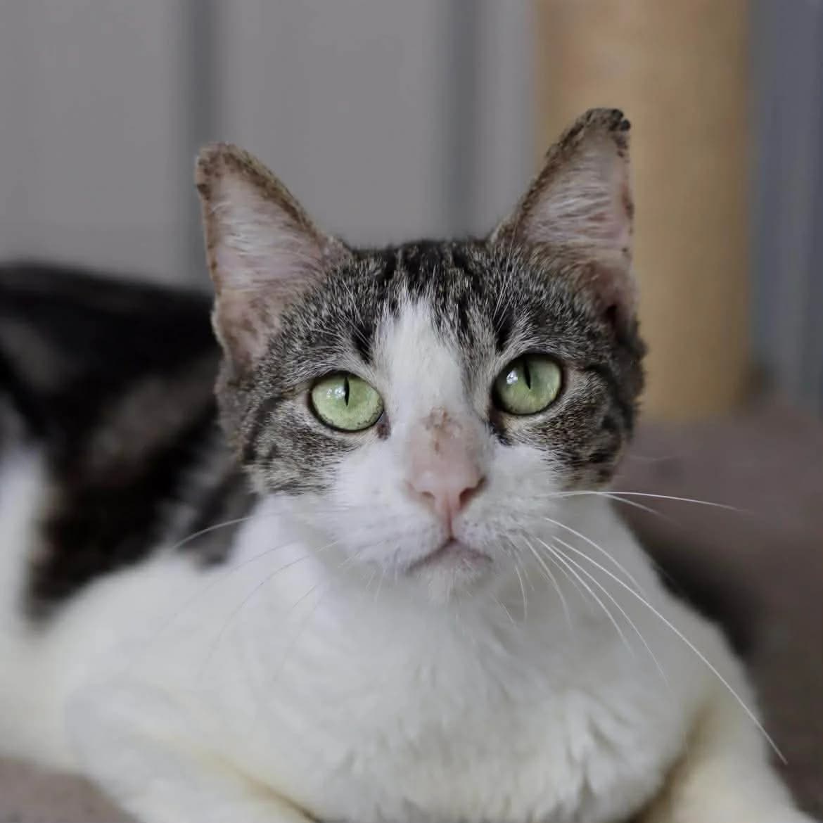 Inconnue :, female Mixed Breed for adoption at SPA de l, Auxerre