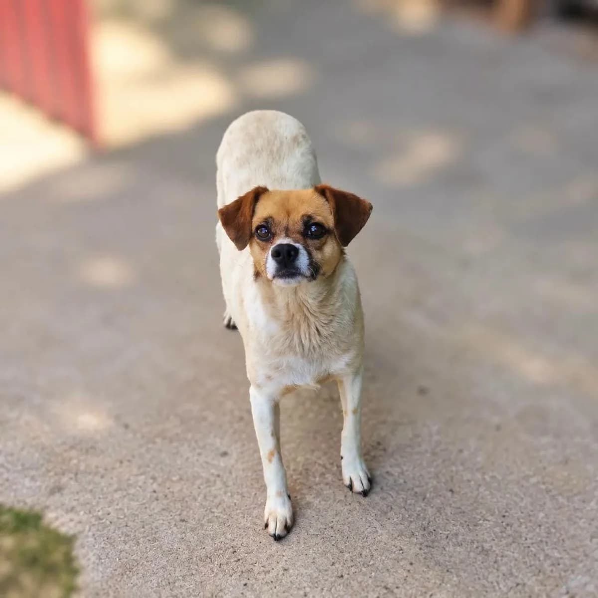 Laurie, female 6yo mixed breed for adoption at SPA de l, Auxerre