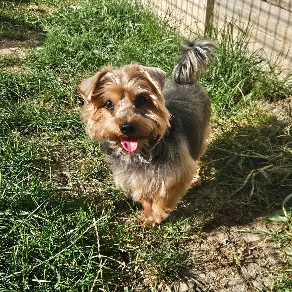 Léo, male senior Yorkshire Terrier for adoption at SPA de l, Auxerre