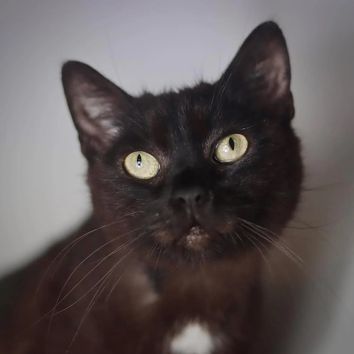 Lola, female 4yo Mixed Breed for adoption at SPA de l, Auxerre