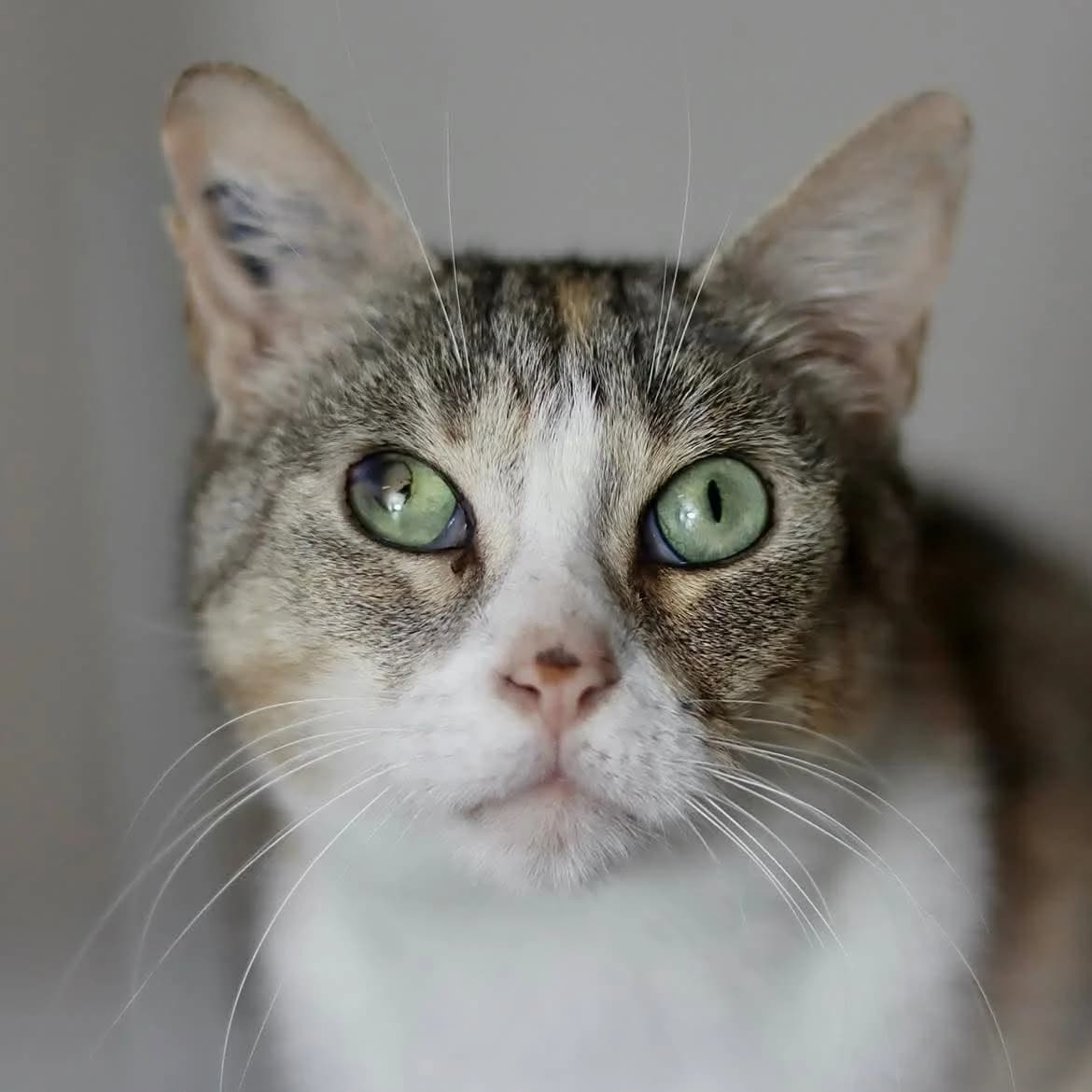 Lolie, female 6yo Mixed Breed for adoption at SPA de l, Auxerre