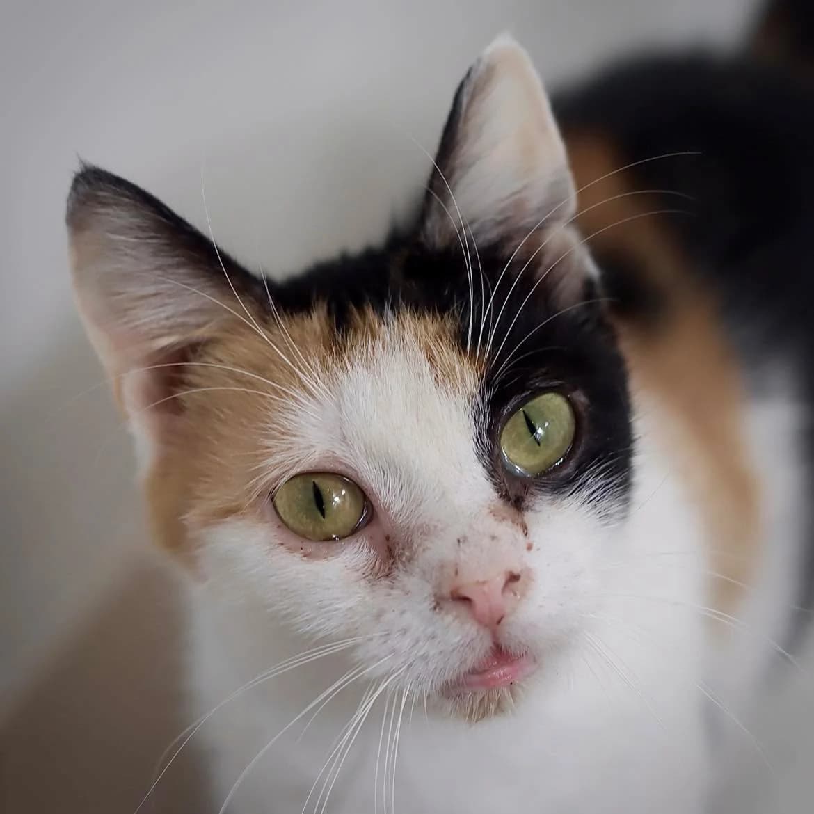 Lolotte, female 3yo Mixed Breed for adoption at SPA de l, Auxerre