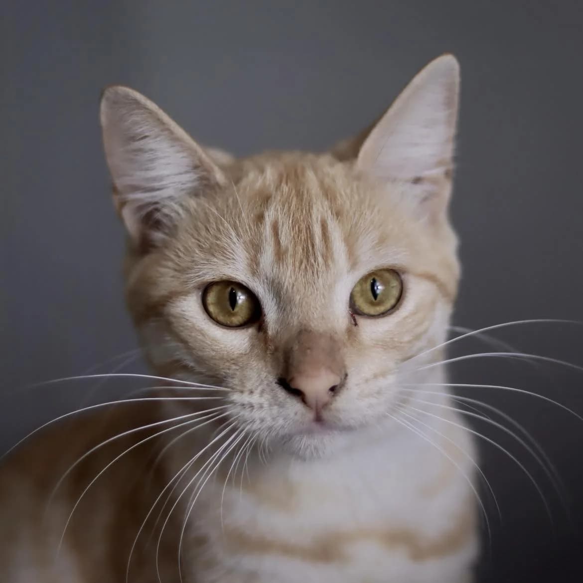 Lubo, male young Mixed Breed for adoption at SPA de l, Auxerre