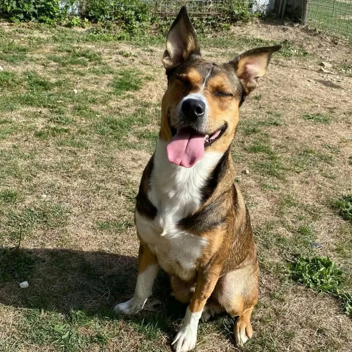Luigi, male young mixed breed for adoption at SPA de l, Auxerre