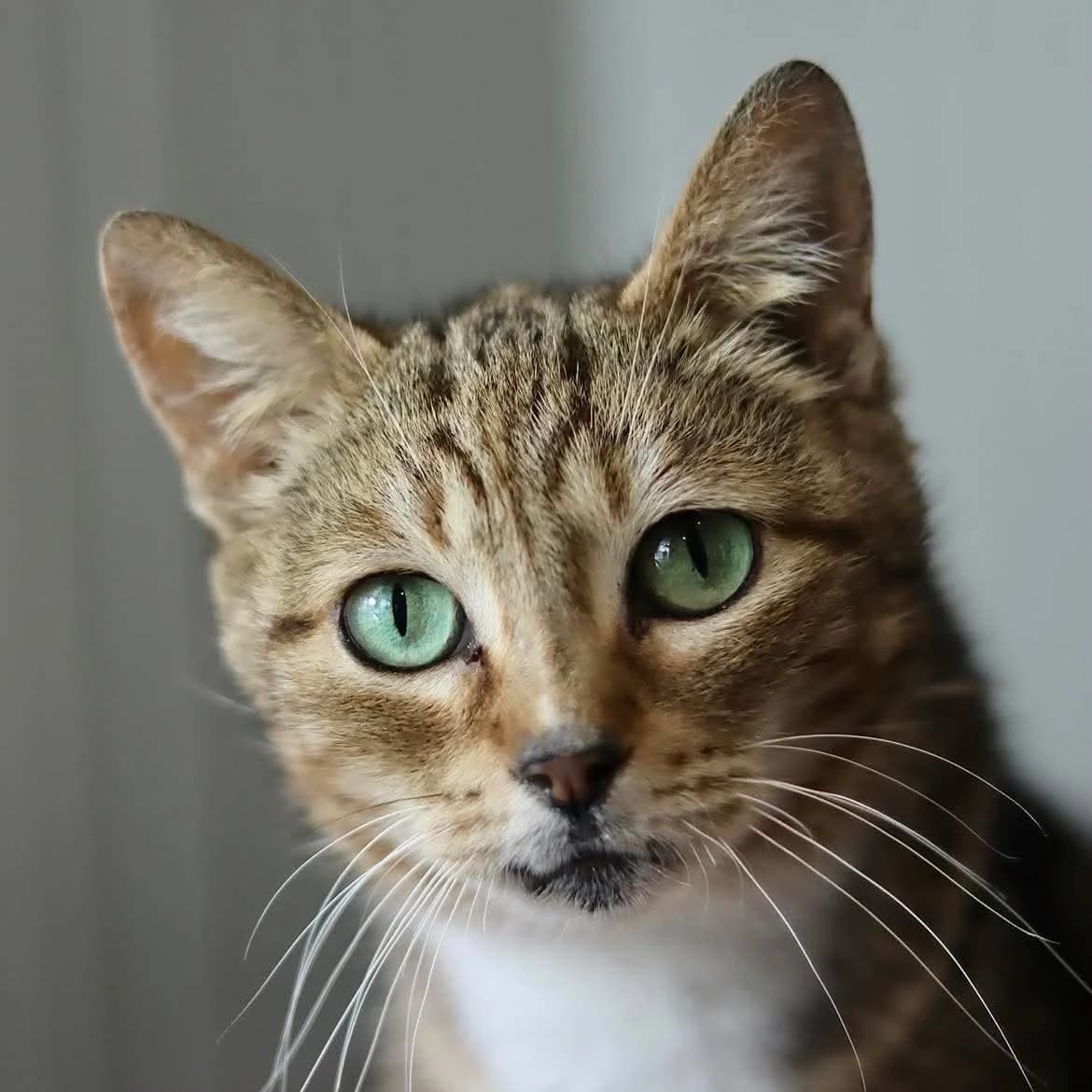 Marinette, female senior Mixed Breed for adoption at SPA de l, Auxerre