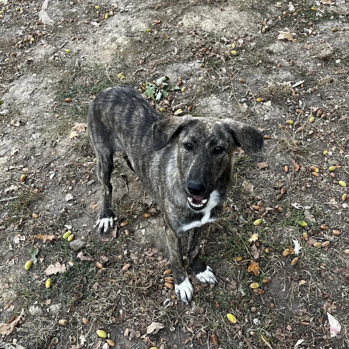 Melba, female puppy Mixed Breed for adoption at SPA de l, Auxerre