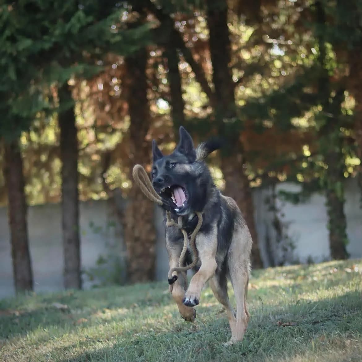Melo, male 5yo Belgian Malinois for adoption at SPA de l, Auxerre