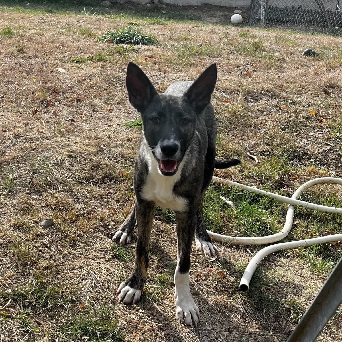 Melodie, female puppy Mixed Breed for adoption at SPA de l, Auxerre