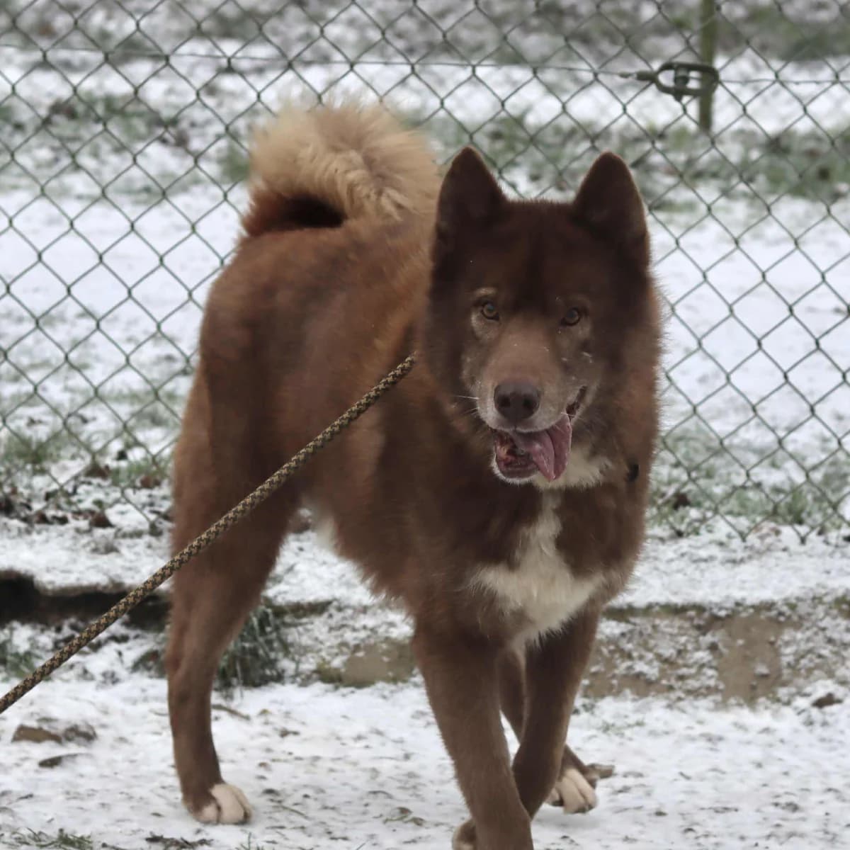 Mozart :, male 5yo Mixed Breed for adoption at SPA de l, Auxerre