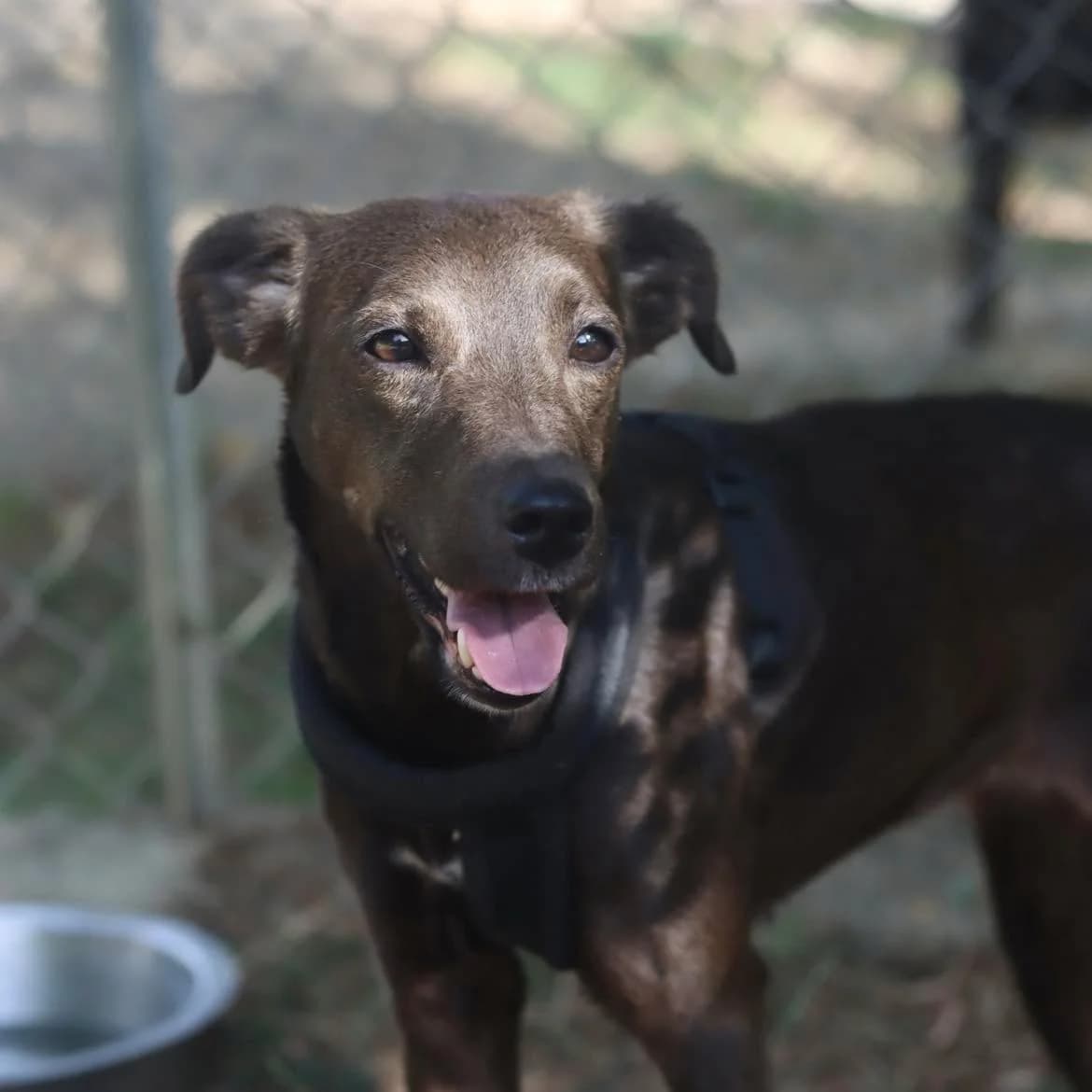 Océanie, female 5yo Mixed Breed for adoption at SPA de l, Auxerre