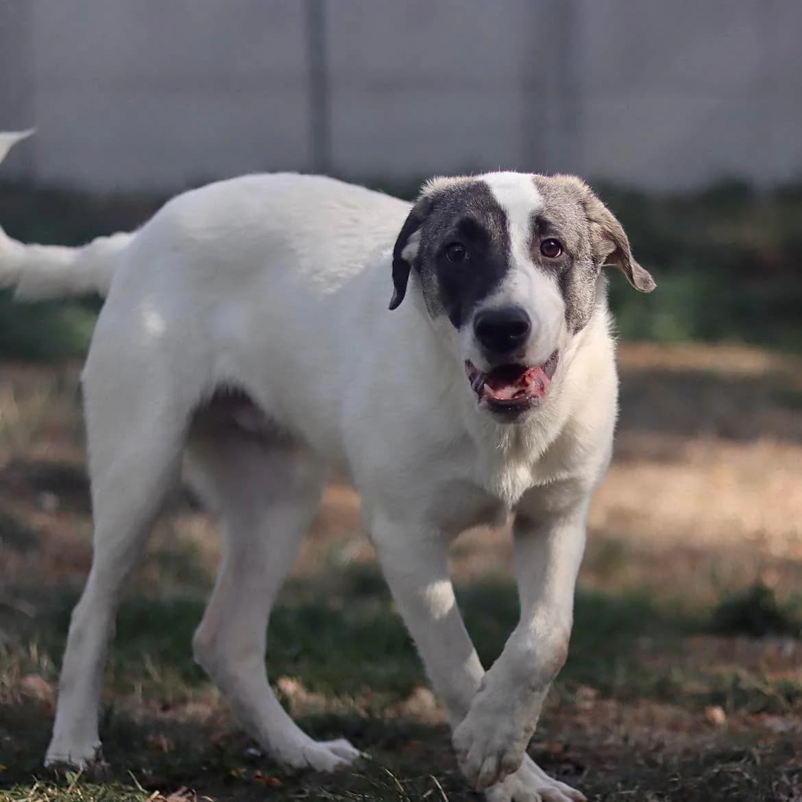 Panda, male puppy Mixed Breed for adoption at SPA de l, Auxerre
