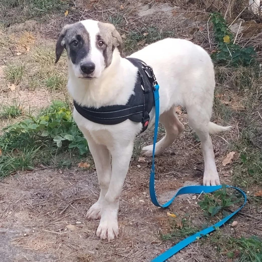Panda, male puppy Mixed Breed for adoption at SPA de l, Auxerre