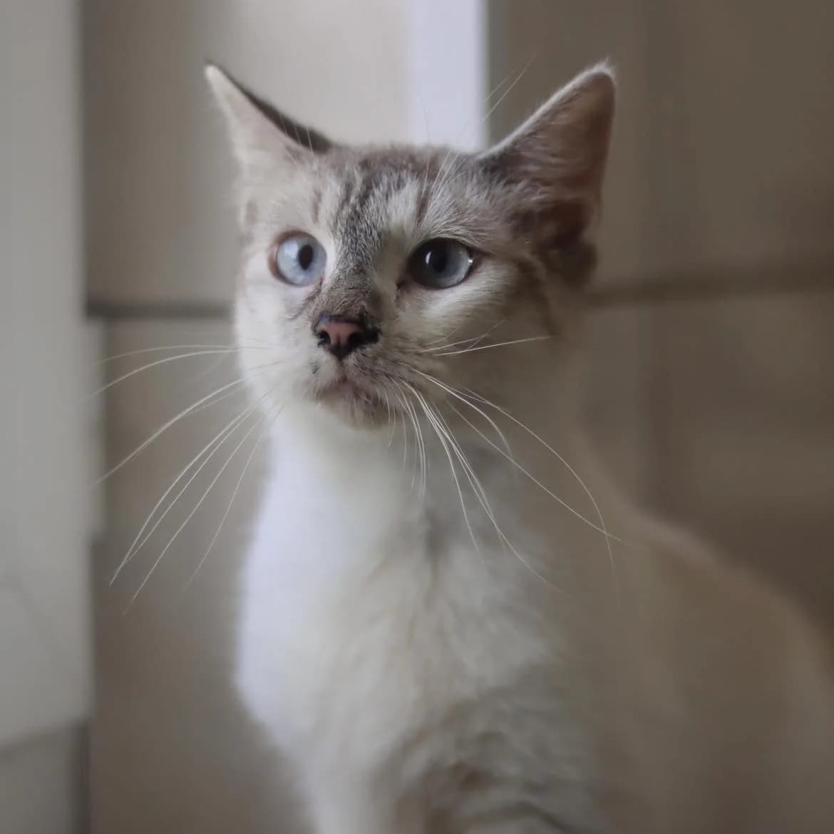 Pastelle, female puppy Siamese for adoption at SPA de l, Auxerre