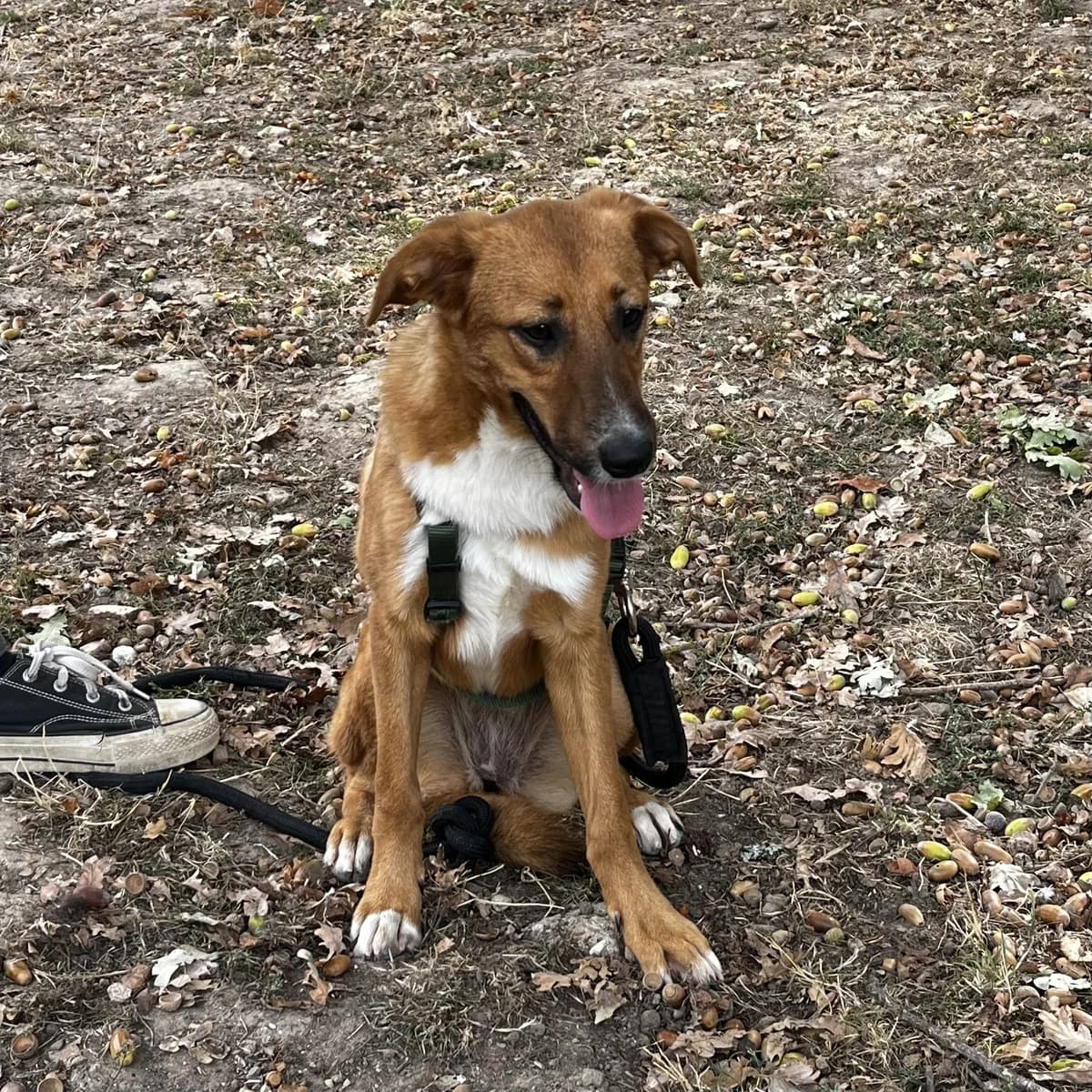 Peche, female puppy Mixed Breed for adoption at SPA de l, Auxerre