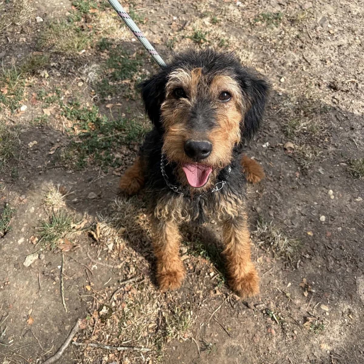 Pitou, male 5yo Mixed Breed for adoption at SPA de l, Auxerre