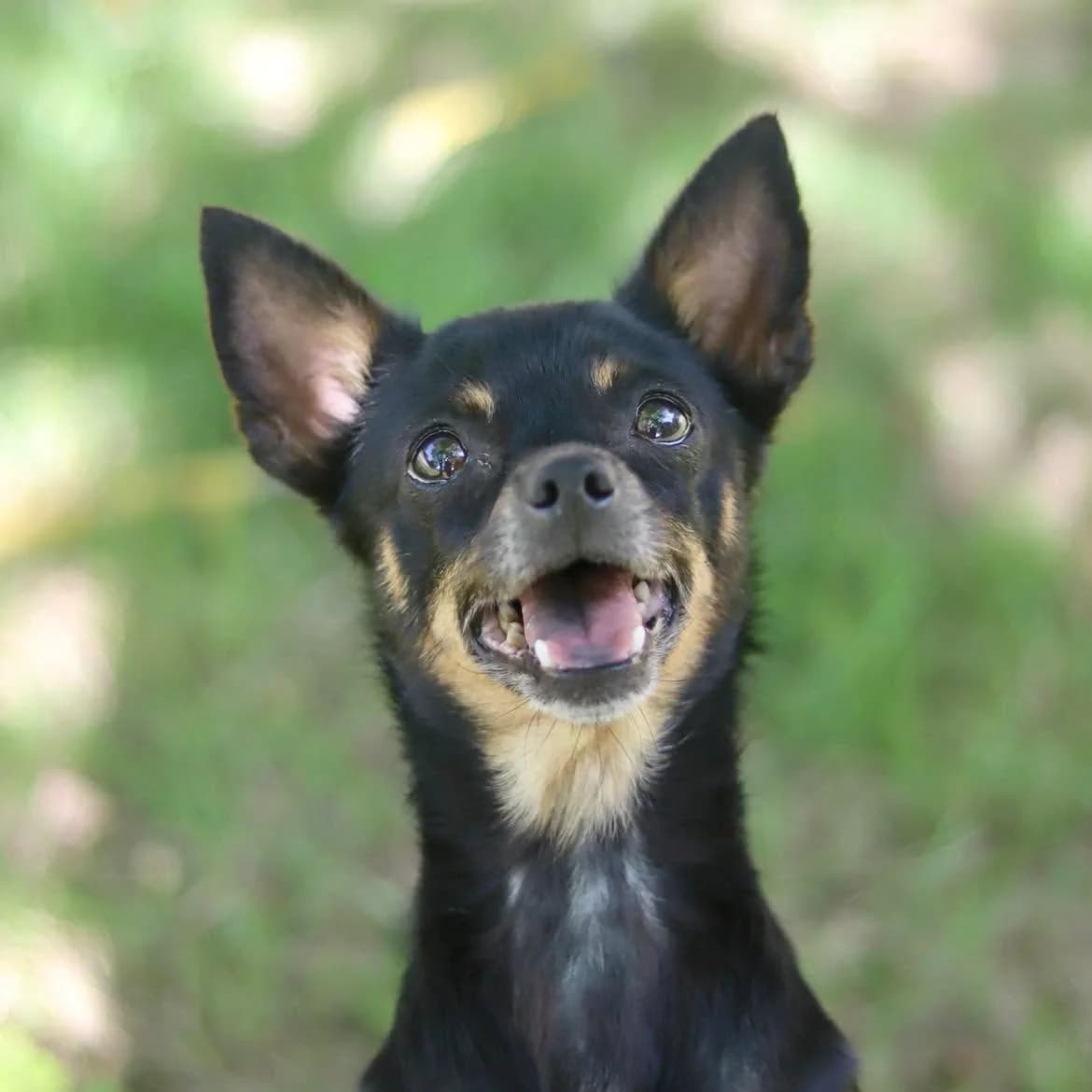 Raiponce, female 6yo Mixed Breed for adoption at SPA de l, Auxerre