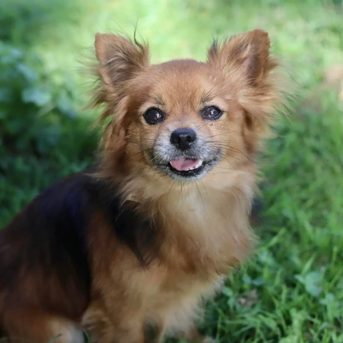 Ratatouille, male 6yo Mixed Breed for adoption at SPA de l, Auxerre