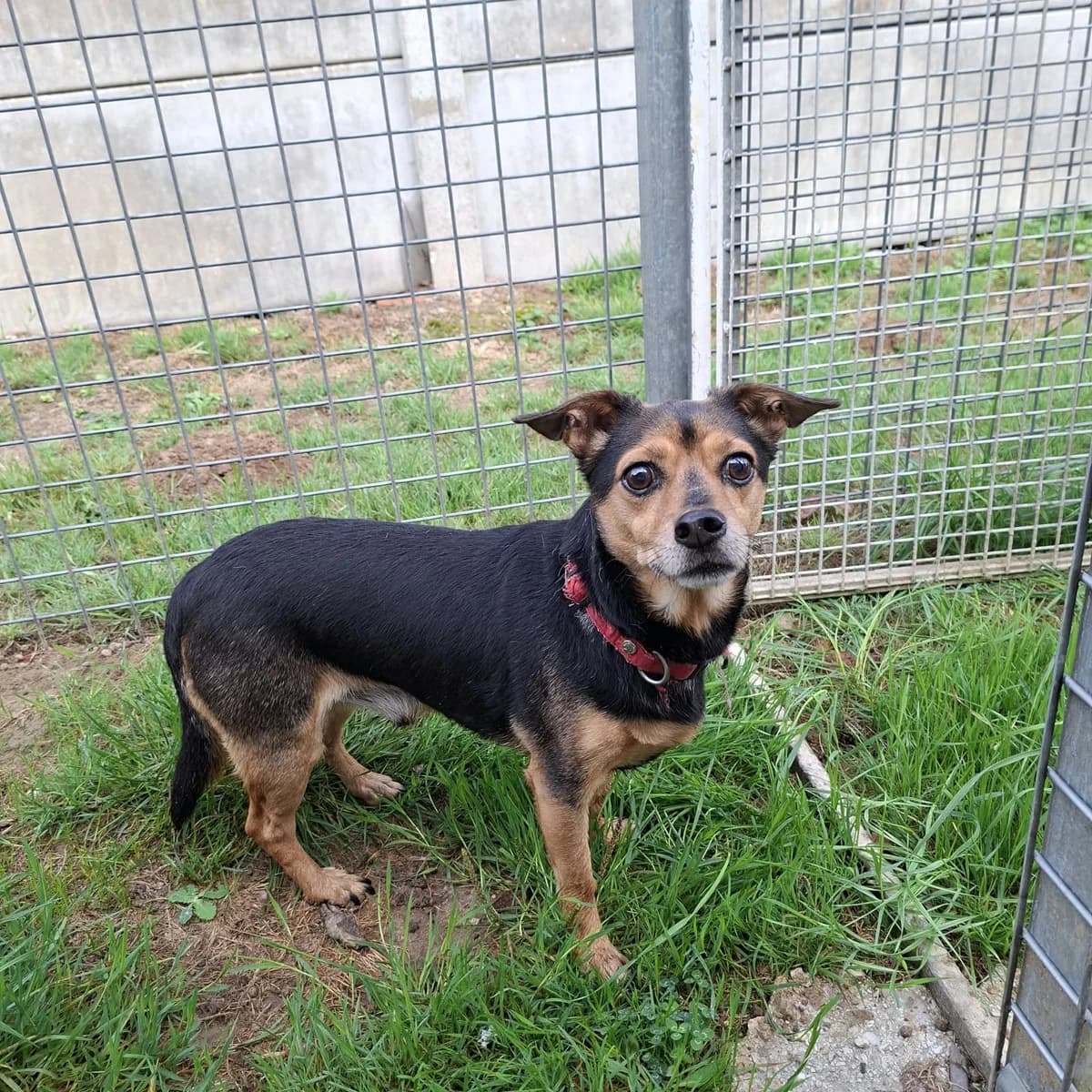 Rex, male 6yo Mixed Breed for adoption at SPA de l, Auxerre