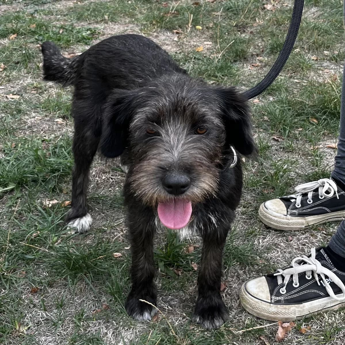 Tagada, female young mixed breed for adoption at SPA de l, Auxerre
