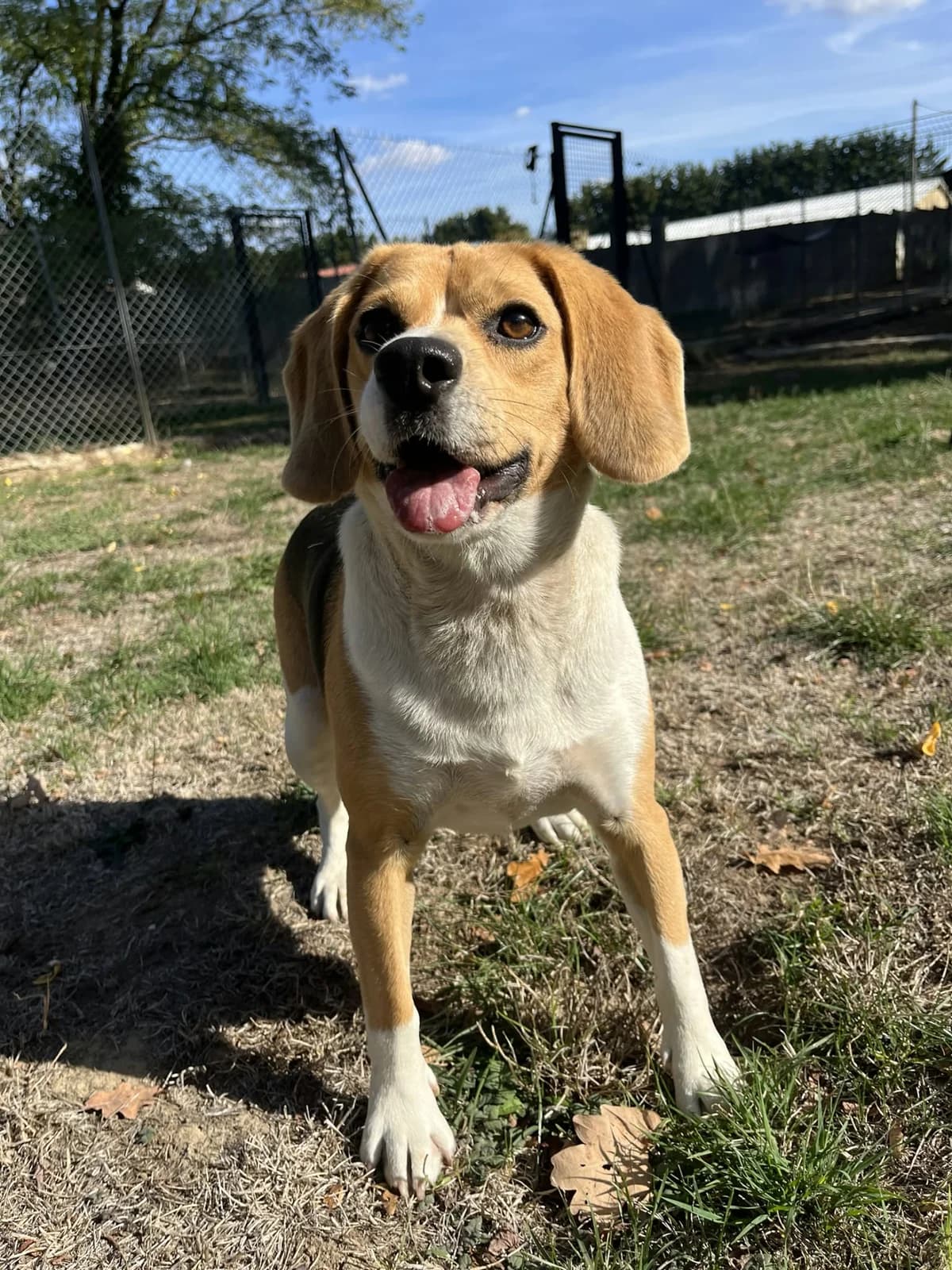 Tintin, male 4yo Beagle for adoption at SPA de l, Auxerre