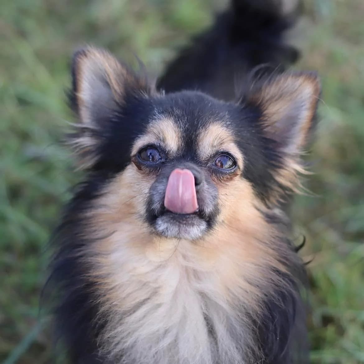 Titou, male 4yo Chihuahua for adoption at SPA de l, Auxerre